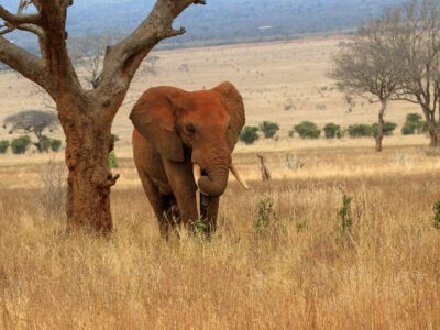 tsavo