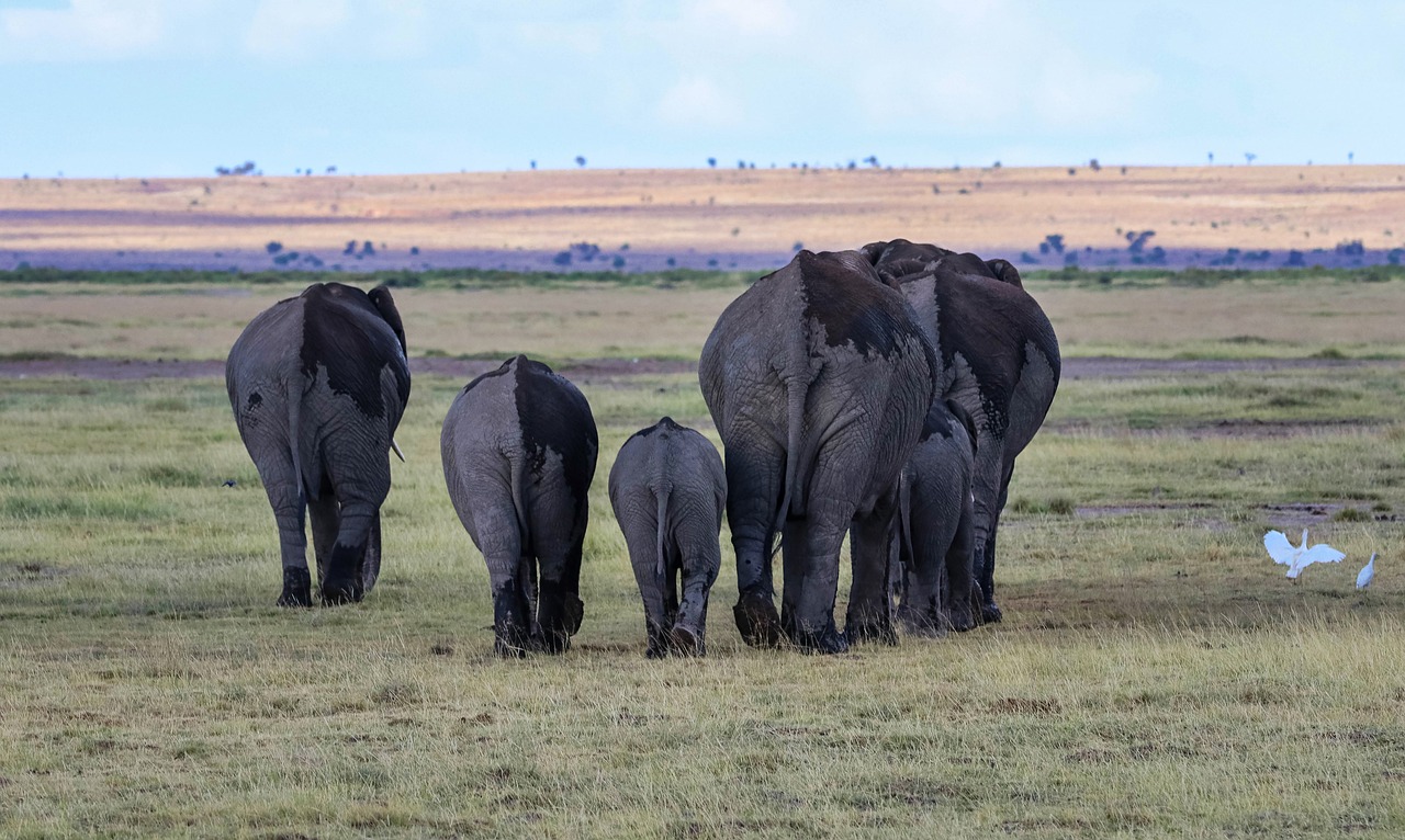 3 Day Amboseli Safari - Kenya Safaris - Orchid Africa Travel