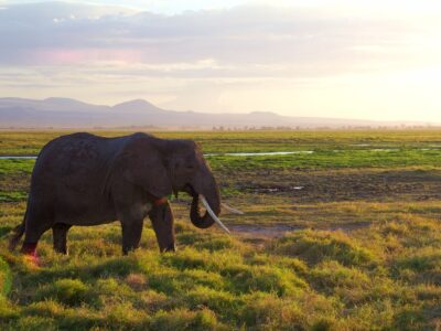 amboseli safari