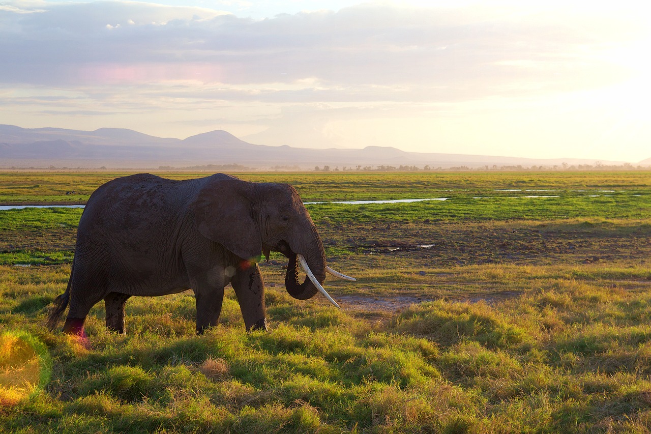 amboseli safari