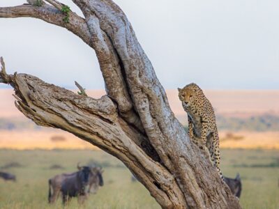 A cheetah sighting on masai mara safari