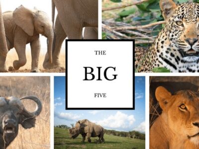 Big Five Kenya Safaris