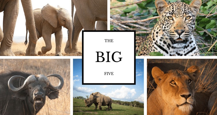 Big Five Kenya Safaris