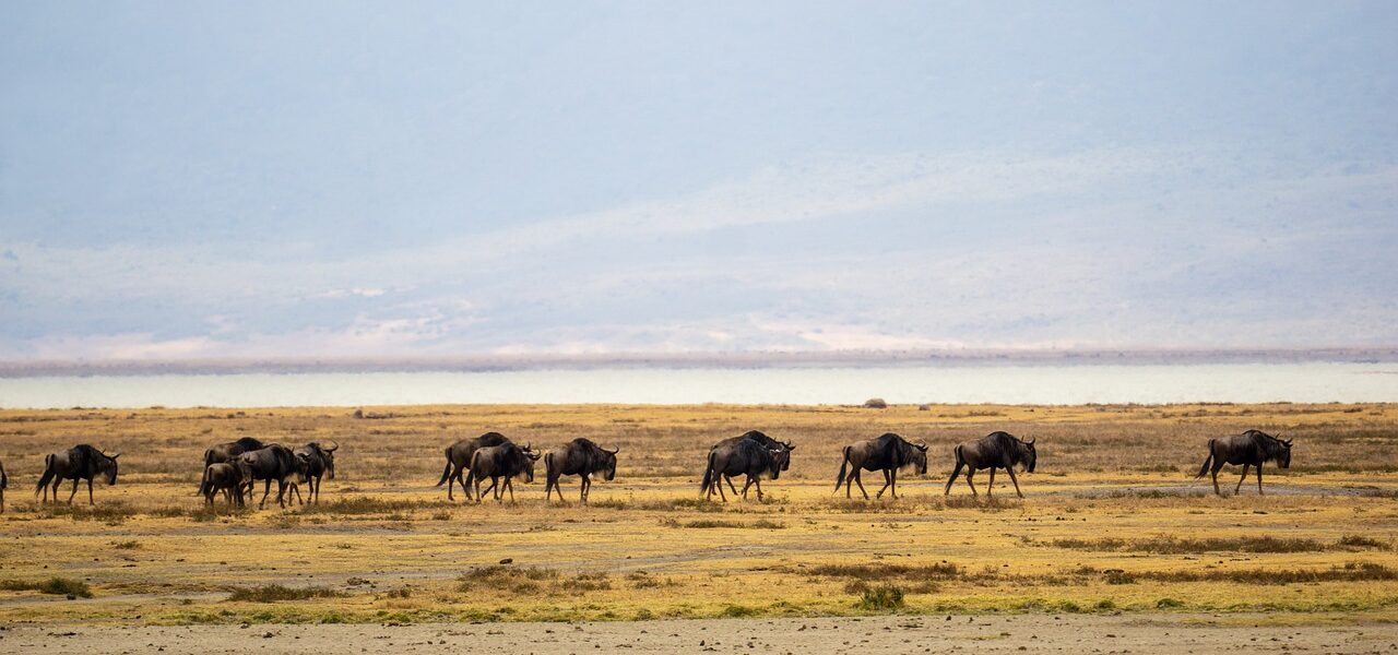 Ngorongoro Crater