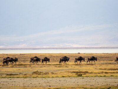 Ngorongoro Crater